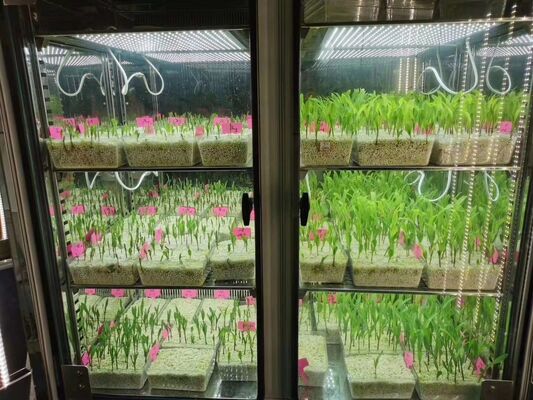 Liyi Climat programmable semences de plantes de croissance de fleurs germination incubateur chambre environnementale